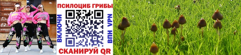 Псилоцибиновые грибы Psilocybine cubensis Фокино